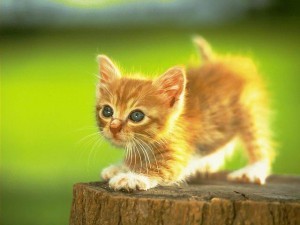 Kitten5.jpg