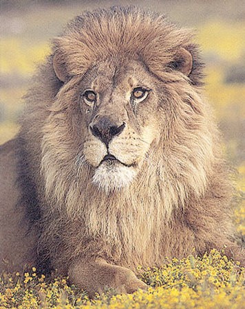 Lion-Sitting-Print-C10001351.jpg